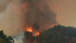 울진 산불, 강원 삼척까지 확산…주민 3,995명 긴급 대피