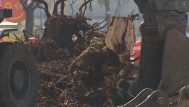 ‘도로 확장’ 40년 된 벚나무 ‘싹둑’…할머니는 엉엉 울었다