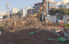 ‘도로 확장’ 40년 된 벚나무 ‘싹둑’…할머니는 엉엉 울었다
