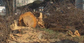 ‘도로 확장’ 40년 된 벚나무 ‘싹둑’…할머니는 엉엉 울었다