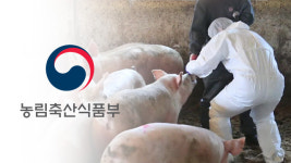 강원 홍천 돼지농장서 올해 첫 아프리카돼지열병 발생