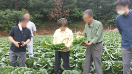 aT, 봄배추 6천t·봄무 2천t 긴급 수매