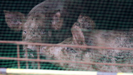 강원 양구 양돈농가서 ASF 바이러스 검출…5,600마리 매몰 처분 예정