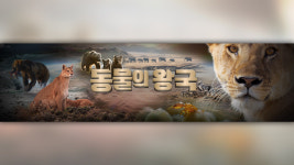 KBS ‘동물의 왕국’ 유튜브 구독자 10만 명 돌파…‘실버 버튼’ 획득