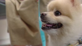 [무등의 아침] 버려지는 반려견…동물보호소는 포화상태