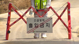 “아프리카돼지열병 취약지, 집중호우로 인한 오염 없어”