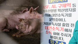 춘천 돼지농장서 아프리카돼지열병 발생…24시간 이동중지명령