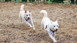 [무등의 아침] 문재인 전 대통령의 풍산개 ‘곰이·송강’ 재롱을 보려면…