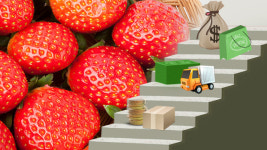 만 원 딸기 유통비는 4,300원, 온라인 가락시장에선?