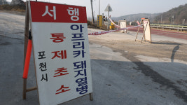 포천 돼지농장에서 ASF 발생…지난달 발생 농장과 동일 소유