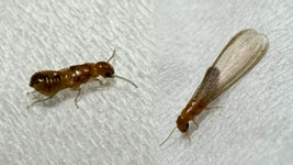 “서울 강남에서 발견된 외래 흰개미 159마리 모두 박멸”