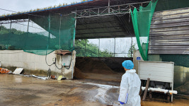 경기도 AI 방역 점검 결과 144개 농장 미흡