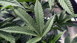 미국 조지아주, 의료용 대마 일반약국에서 판매 허용