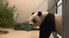 우리 푸바오도 이렇게 돌아갈까?…메이샹으로 보는 판다 반환 [특파원 리포트]