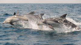 연안 건강 척도 제주남방큰돌고래 2025년 국내 첫 ‘생태법인’추진