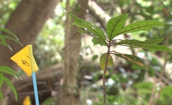 ‘고사 위기’ 천연기념물 제주 담팔수를 살려라