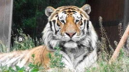 서울대공원 “멸종위기 1급 시베리아 호랑이 ‘태백이’ 폐사”