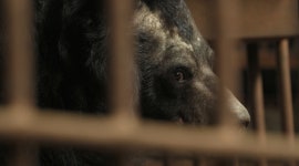 [더 보다] D-592일, 사육곰의 운명은?