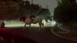 천안 태학산로에서 젖소 10여 마리 탈출 소동