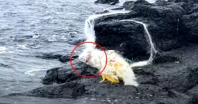 폐어구 걸린 돌고래 또 발견…지옥으로 변한 제주 바다