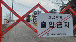 경기 양주서 아프리카돼지열병 발생…올해 11번째