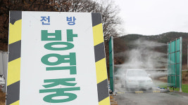 김포 산란계 농장서 조류인플루엔자 항원 검출…“정밀 검사중”