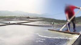 미 관세국경보호청, “한국 최대 염전 소금 수입 금지”…“강제노동 산물”