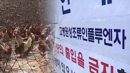 충남 아산 토종닭 농장서 고병원성 AI…전국 47번 째