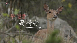 [더 보다] 두 얼굴의 꽃사슴
