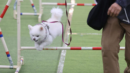 “반려동물 영업장 CCTV 설치 의무화”…시행령 공포