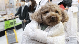동물진료비 병원 내부 게시 의무화…수의사법 시행규칙 개정
