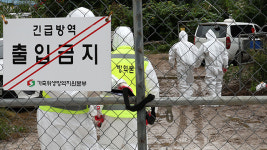 경기 파주시 양돈농장서 아프리카돼지열병 발생