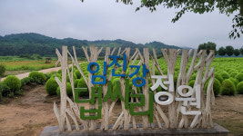 연천군, 중면 임진강 댑싸리 정원 개장
