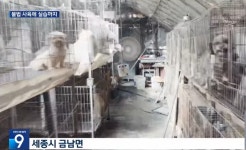 [생생뉴스] 동물미용학원 ‘실습견’ 관리 사각지대