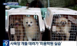 [생생뉴스] 동물미용학원 ‘실습견’ 관리 사각지대