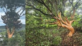 ‘약재로 팔려고’…후박나무 4백여 그루 껍질 벗긴 50대 남성 구속송치