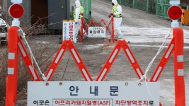 안성과 포천서 잇단 ASF…경기도, 양돈농가에 방역수칙 철저 요청