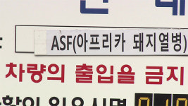 충남 보령 돼지농장서 아프리카돼지열병 발생…긴급 방역조치