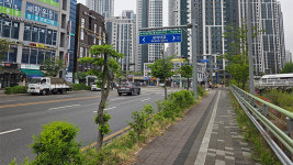 안양시, 안양천서로 가로수 개선 사업…3,700본 식재