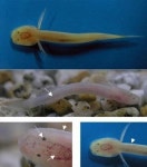 제주 희귀 어류 발견, 6000년 전 동굴에서…신기함 폭발!