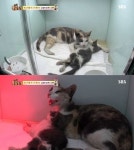 ‘동물농장’ 옥상 위 유령고양이, 새끼 곁을 지키는 어미의 모성