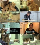 동물농장 배다해, 버림받고 음식 거부하는 고양이 준팔이 보자…깜짝!