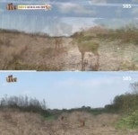 동물농장 고라니 형제 구조 거의 안락사 시키지만… 깜짝!