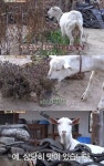 ‘삼시세끼’ 잭슨, 작물 폭풍흡입..‘염소표 먹방’