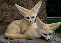 페넥여우 특징, 발바닥의 털 때문에 사막 모래에 빠지지 않아…신기하네!