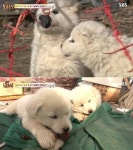 동물농장, 15마리 강아지 곶감 서리 귀여워