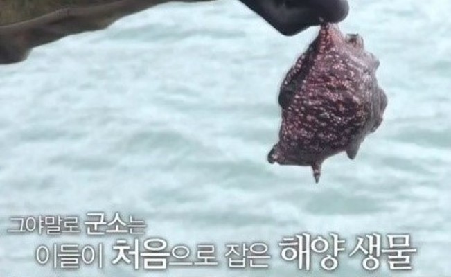 군소의 특징, 민달팽이랑 비슷해서 ‘바다의 달팽이’로도 불려 | 포토뉴스