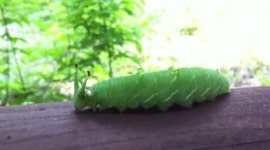 아이쉐아이아 뜻 알아보니, 캐나다 산봉우리에서 유래…맙소사!