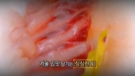 속초관광수산시장, 식신이라면 꼭 가봐야 할 곳…7종 활어회 단돈 6만원