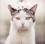 진해 벚꽃 명소, 군항제 인기스타 꽃냥이를 아시나요?